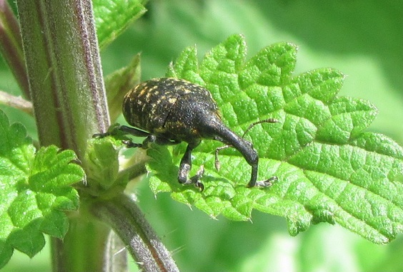 Curculionidae da ID